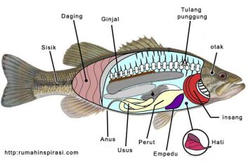  Gambar  Gambar  Pernapasan Ikan  Beserta Bagian  Bagiannya Sma 