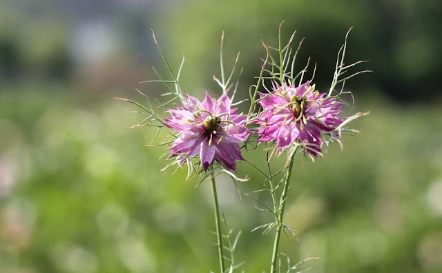 Love-in-a-Mist Flowers