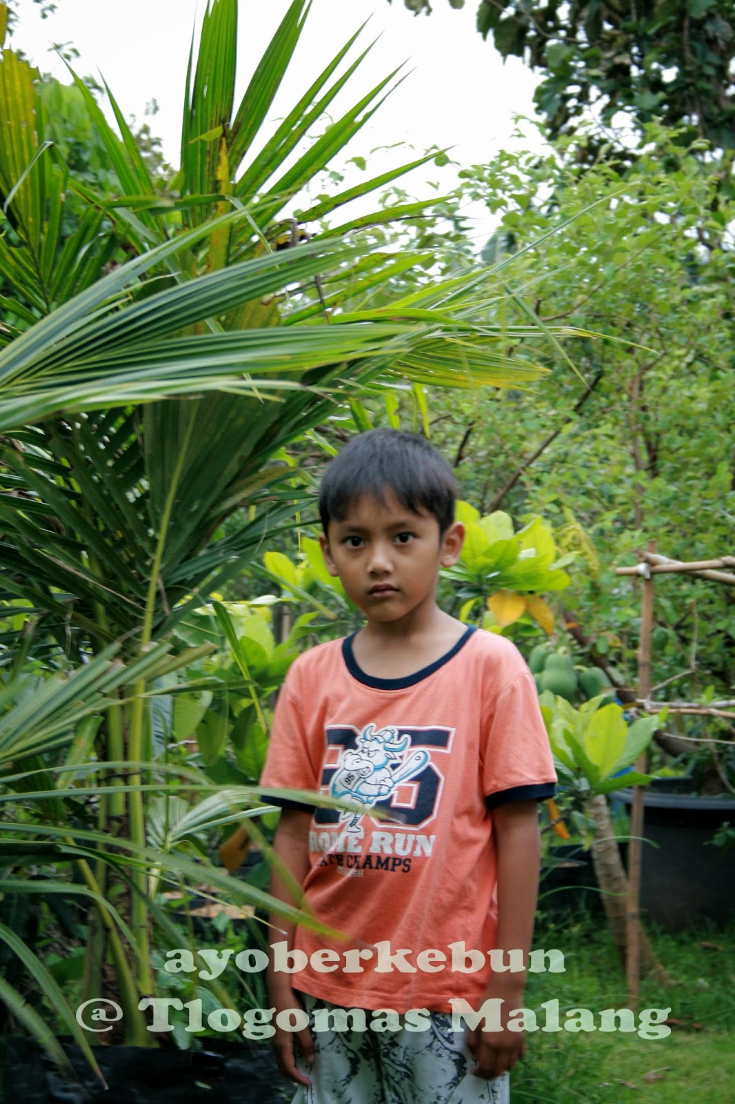 Ayo berkebun: Menanam Kelapa Pandan Wangi Yuk.