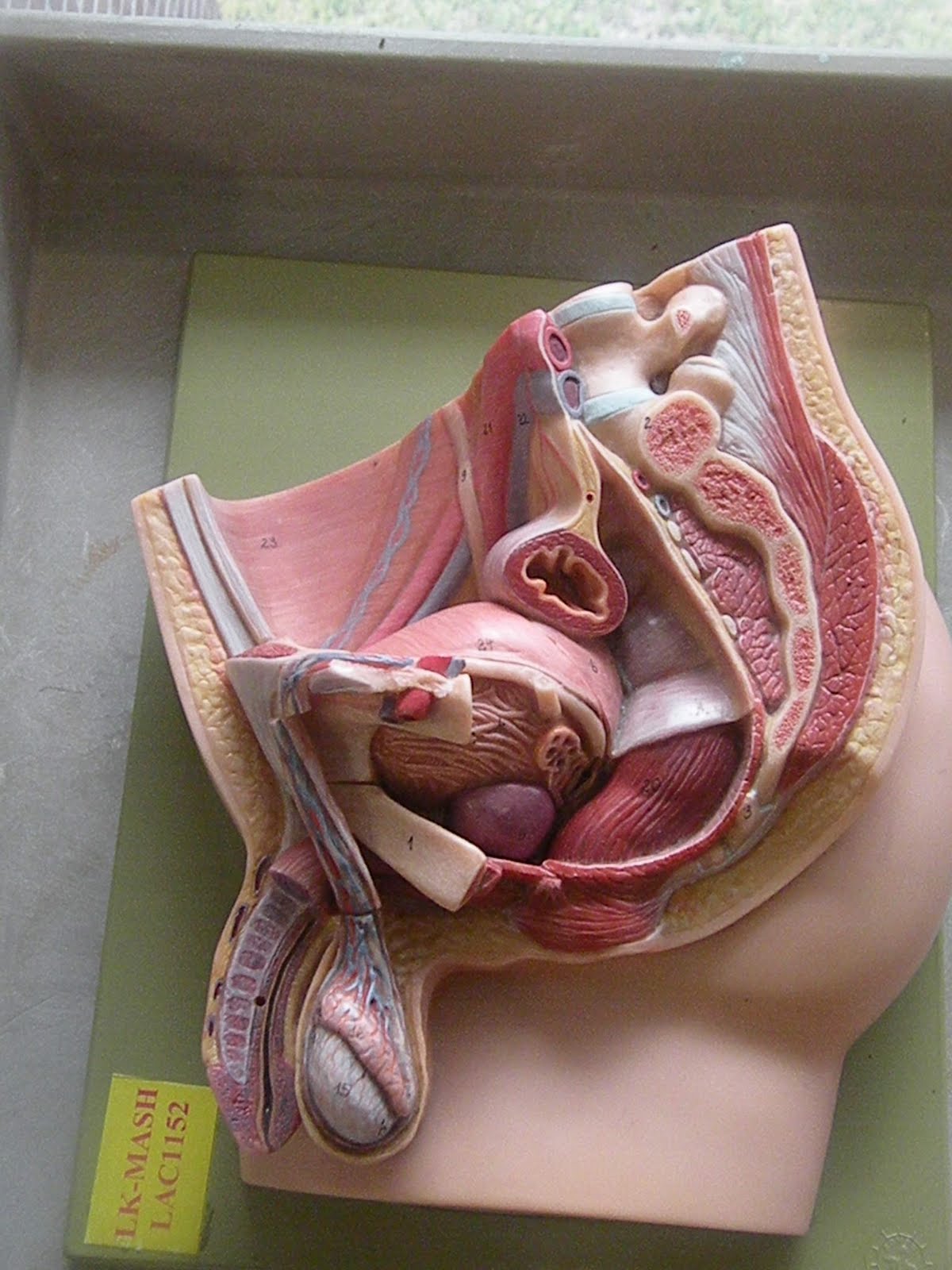 PSC: Anatomy and Physiology 2: Reproductive System Lab