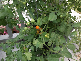 cherry tomato plant