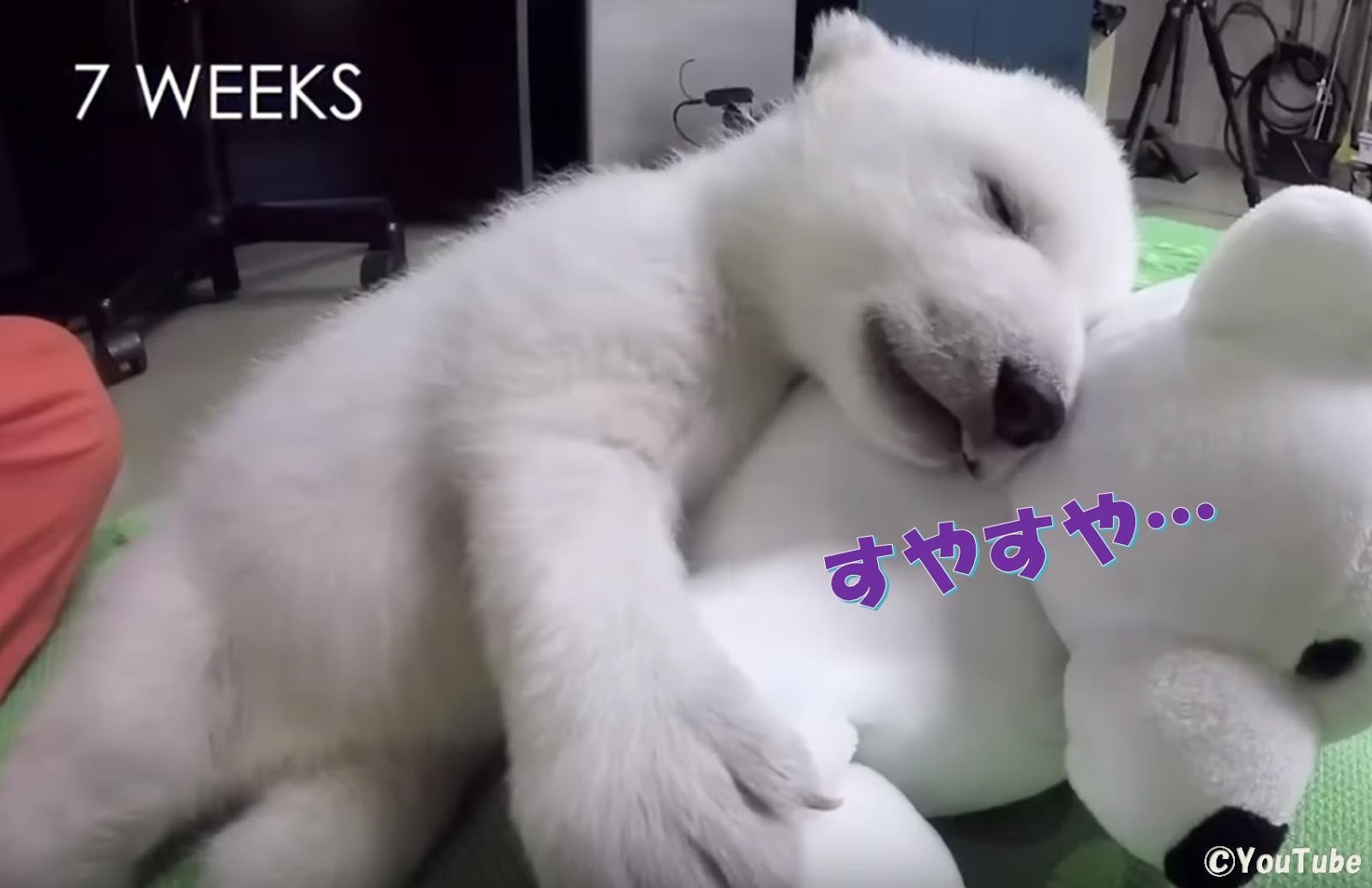 ぬいぐるみ共演 コロンバス動物園のホッキョクグマの赤ちゃん プレデターtv 肉食獣動画 ぬいぐるみ共演 コロンバス動物園のホッキョクグマの赤ちゃん プレデターtv 肉食獣動画