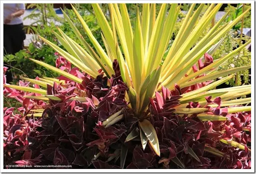 After an unseasonal oestrus moving ridge a calendar week agone it Ruth Bancroft Garden 2016 autumn establish sale recap