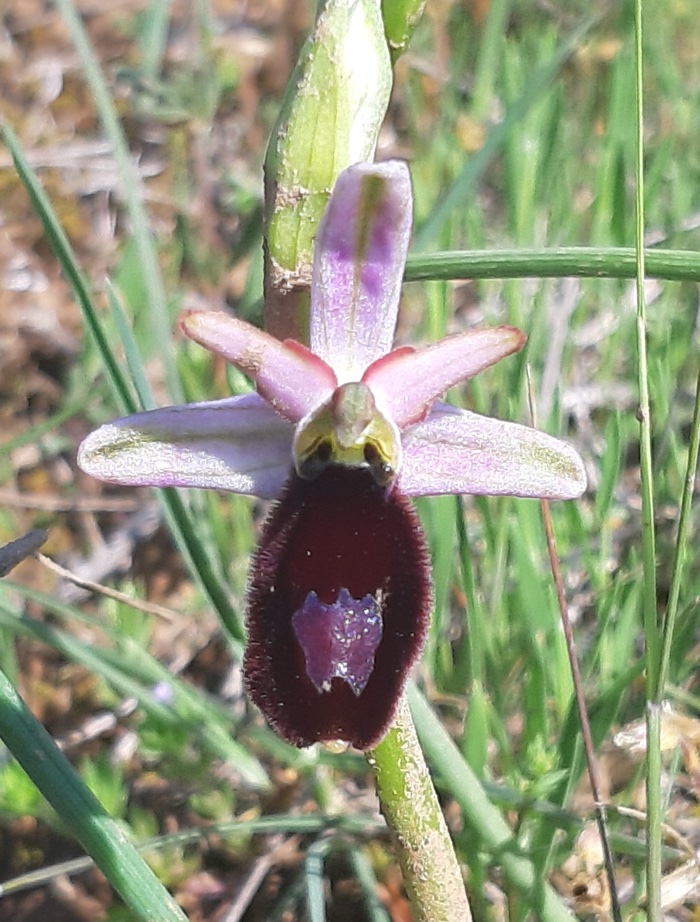 Ophrys bertolonii