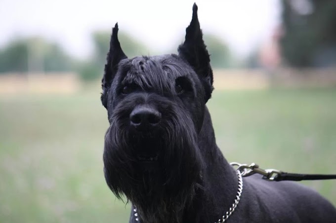 Ризеншнауцер 