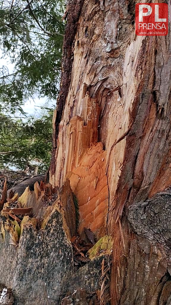 Osorno: remueven árbol de Plaza Alemania en resguardo de transeúntes