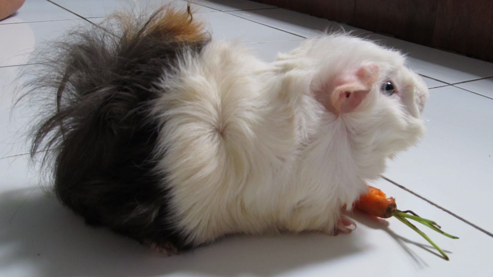  Hamster  dan Marmut alias Tikus Belanda Guinea Pig 