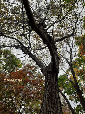 Липа маньчжурская (Tilia mandshurica)