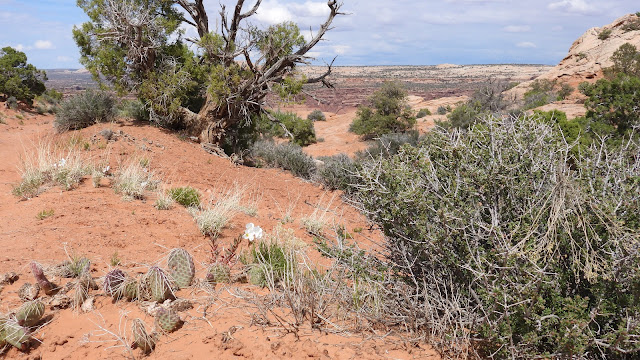 Canyonlands National Park