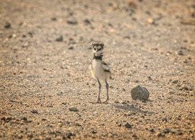 Killdeer chick