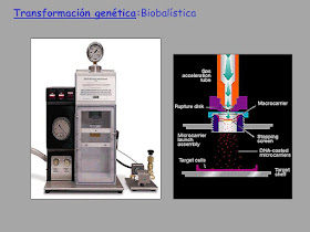 Biobalisitic genomic insertion