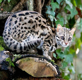 http://www.felineconservation.org/uploads/e70i_sense1_leopard_cat.jpg