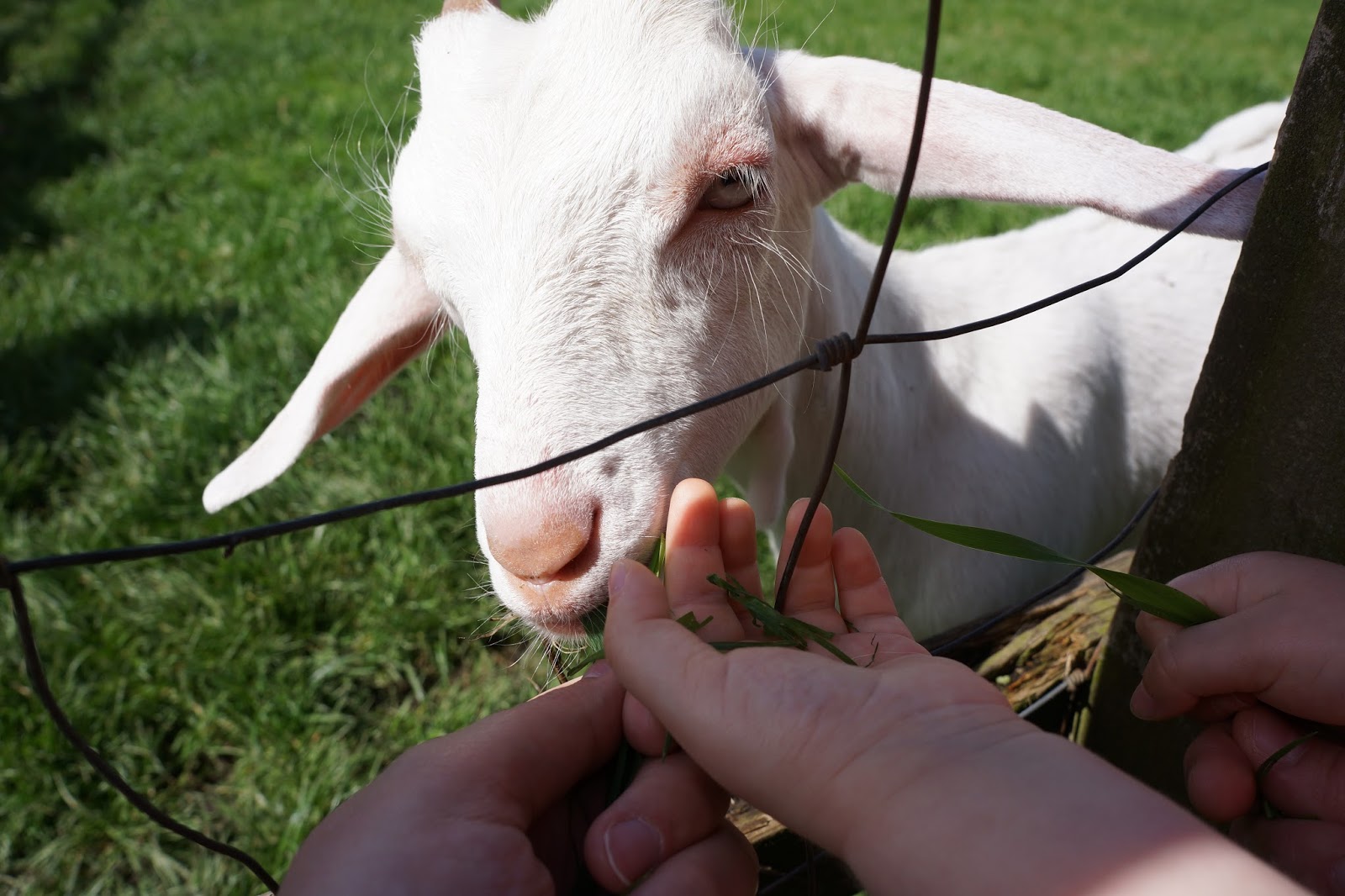 childs hand feeding a goat