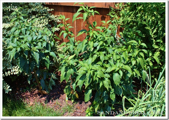 jalapeno bushes