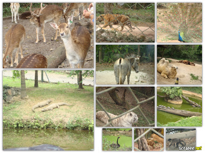 Zoológico de São Paulo - Zoo Safari