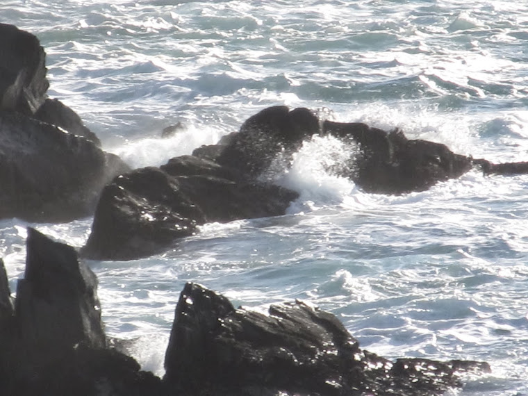 Rocky Shores
