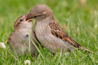 House Sparrow DFBridgeman