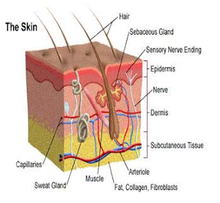 What is skin? epidermis(1)