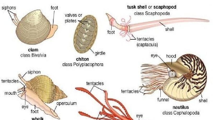  Pengertian Filum Mollusca  Pelajaran biologi ALUMNI SMA 
