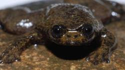 World's only lungless frog