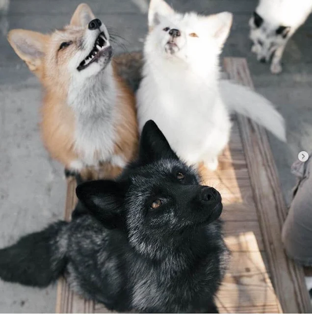 Three foxes of different colors sitting together and looking upward. In the foreground is a black fox with silver accents, behind it is a pure white fox, and to the left is a red/ginger fox with cream chest markings. All three appear to be domesticated or in a controlled environment on what looks like a wooden platform.