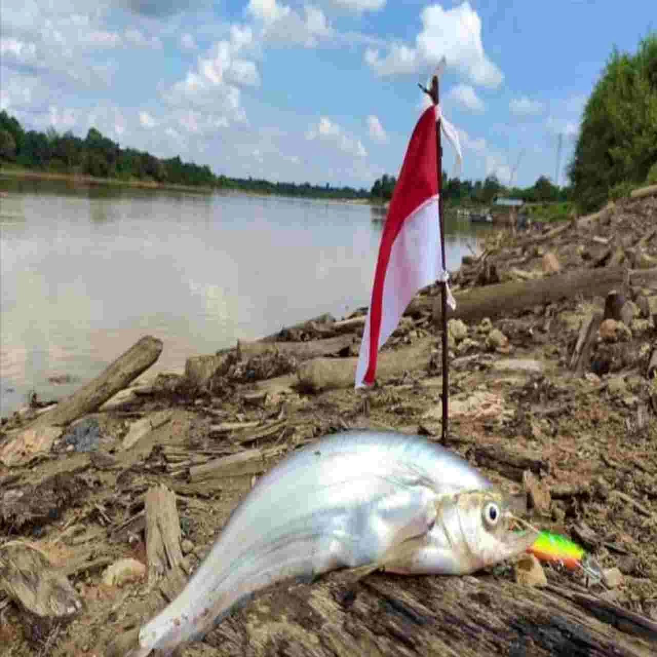 meme ikan sengarat dan bendera merah putih