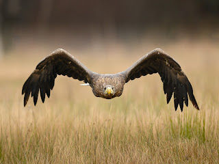 Foto burung elang sedang terbang