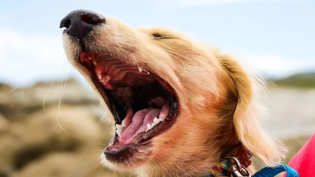 Dog Yawning