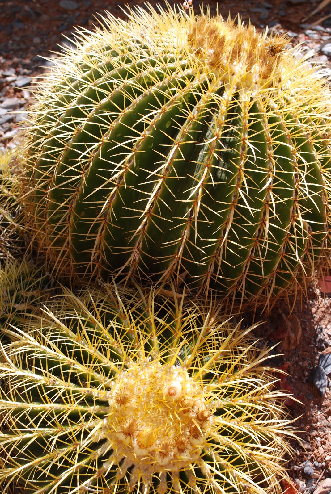 the desert landscape.