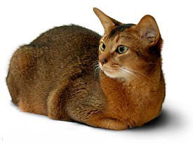 abyssinian cat pets info photo wallpaper