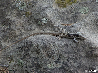 Aspidoscelis neotesselata showing long tail