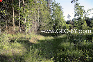 The beginning of the way. The forest cleared strip leading from the water intake. Fallen tree