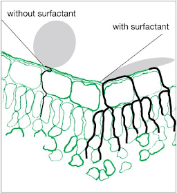 Efects of surfactant in the absortion by plants of glyphosate