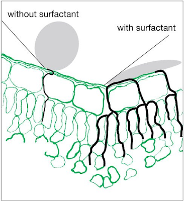 Efects of surfactant in the absortion by plants of glyphosate