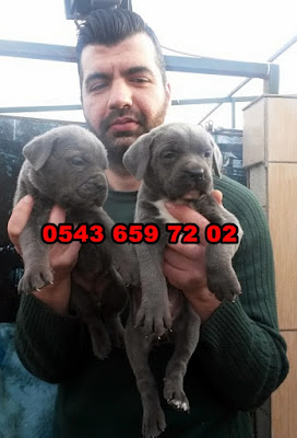 satılık cane corso yavruları ankara, ankaradan satılık cane corso yavruları, cane corso ilanları, sahibinden satılık cane corso yavruları ankara , cane corso yavruları fiyatları, satılık cane corso yavrusu fiyatları, cane corso yavru bakımı, cane corso yavru fiyatı, cane corso yavru fiyatları, cane corso yavru nasıl beslenir, cane corso yavru beslenmesi, cane corso yavru özellikleri, cane corso yavru eğitimi, cane corso satılık yavru, cane corso satılık yavru ankara, italyan mastiff cane corso yavruları satılık