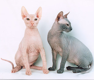 Sphynx Cat Pictures Information