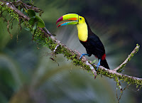 Keel-billed Toucan 12