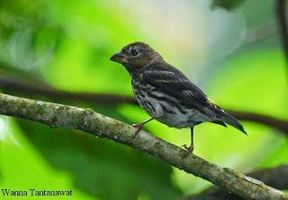 Burung kenari gunung,kenari asli indonesia