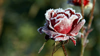 frozen red rose flowers wallpaper