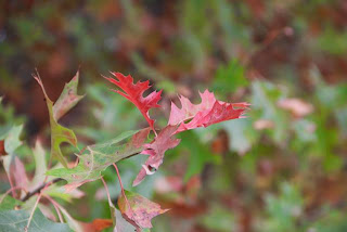 photo of autumn oak leaves