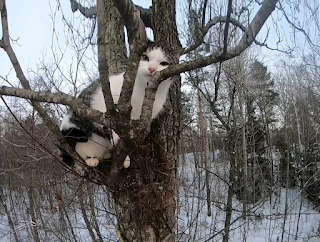 Katt som sitter högt uppe i ett träd