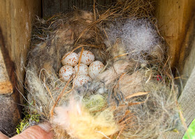 six black-capped chickadee eggs in nestbox