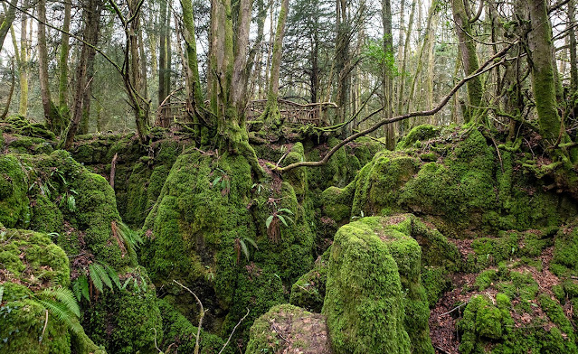 Puzzlewood Forest - England