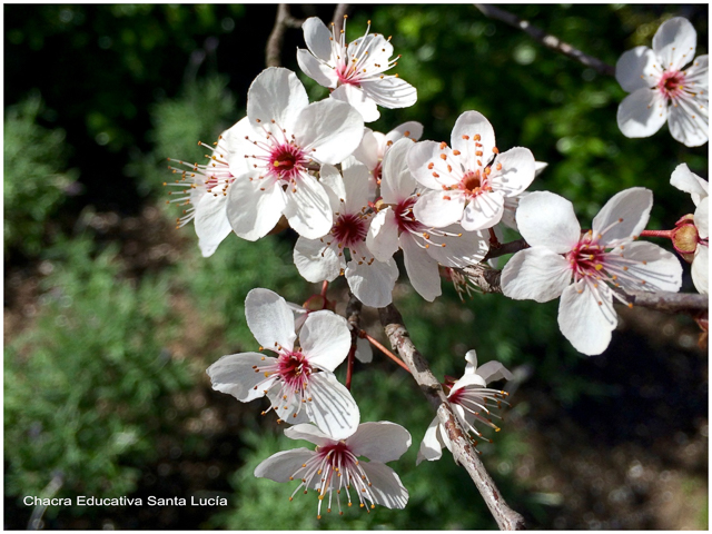 Flores del ciruelo de jardín - Chacra Educativa Santa Lucía