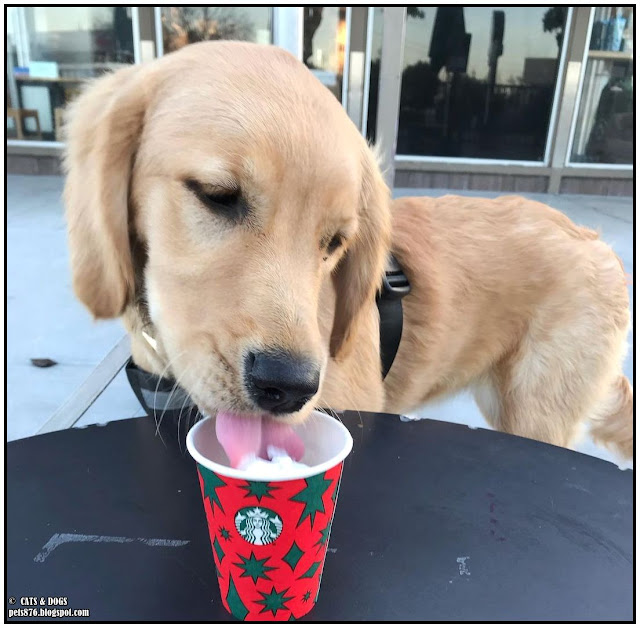 Rory Golden Retriever