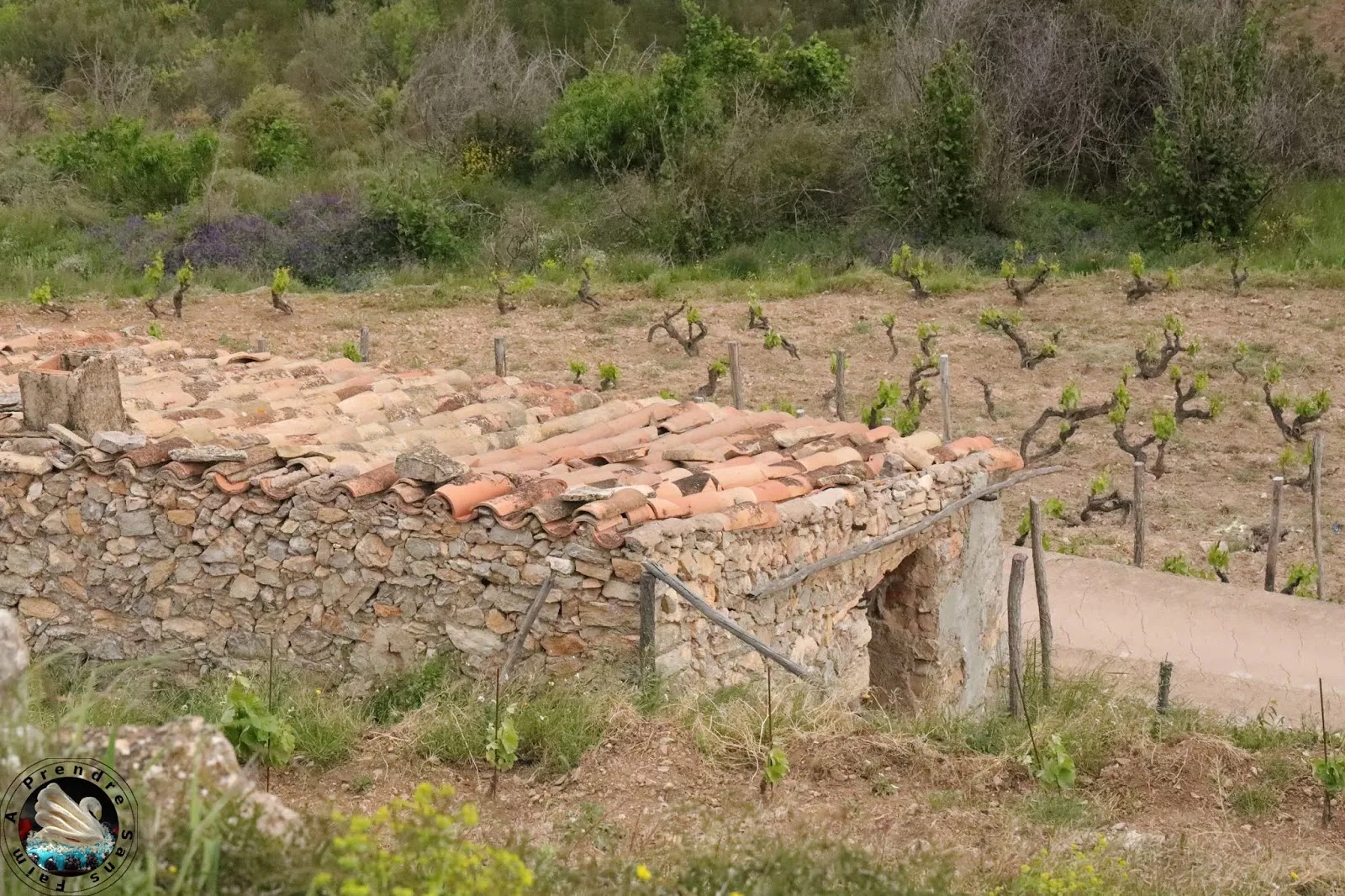 Visite et dégustation de vins à Vinyes Domènech - Capçanes