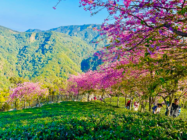 南投竹山八卦茶園枝垂櫻花隧道花香伴茶香，八卦迴音亭最佳觀景台