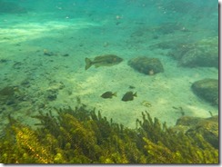 Underwater-12
