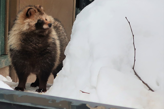 北海道 旭川 旭山動物園