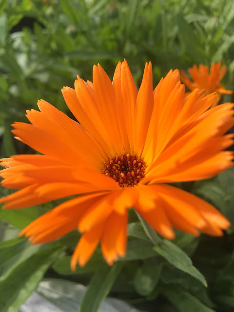 flower at Urban garden in London